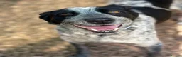 Altre razze cani in regalo: Taglia media, 3 anni scarsi, dolce FLORA  - Annuncio 8