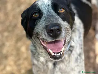 Altre razze cani Taglia media, 3 anni scarsi, dolce FLORA - Annuncio 2