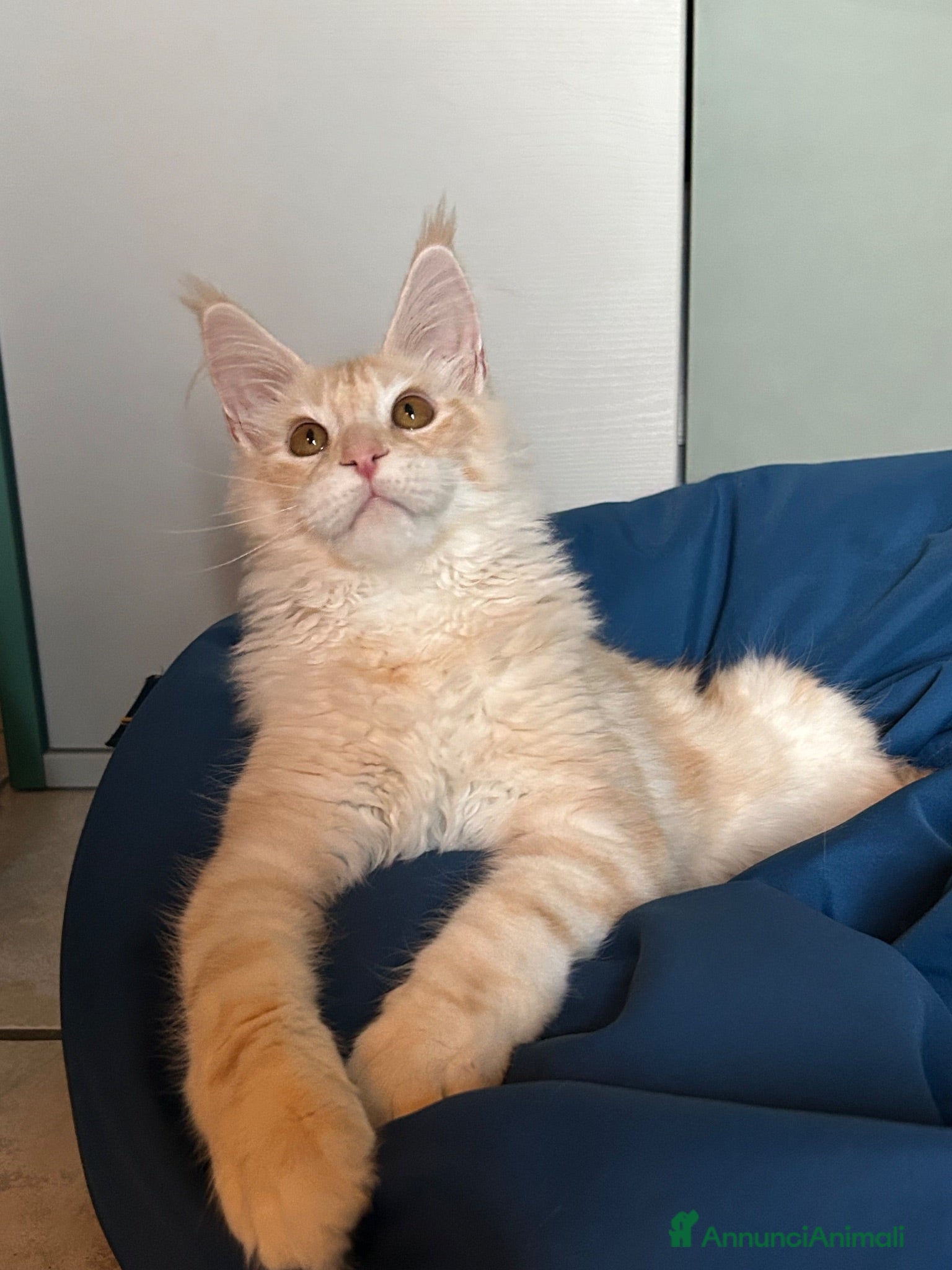 Maine Coon gatti Maine Coon  - Annuncio 2