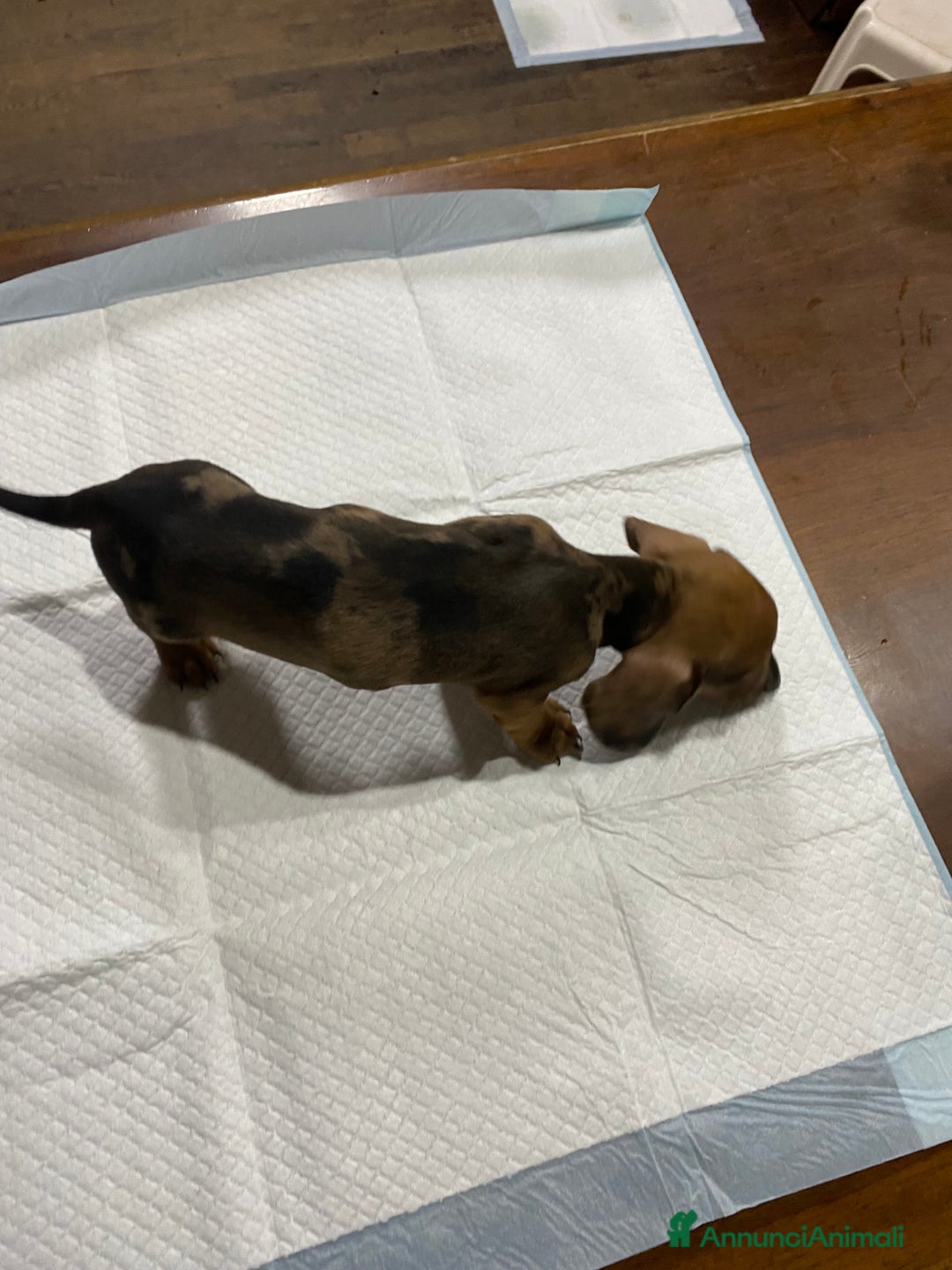 Bassotto cani in vendita: Cuccioli di Bassotto Arlecchino/Macchiati  a Provincia di Vicenza - Immagine 2