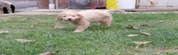 Lagotto cani in vendita: Cuccioli lagotto romagnolo da tartufi  - Annuncio 8