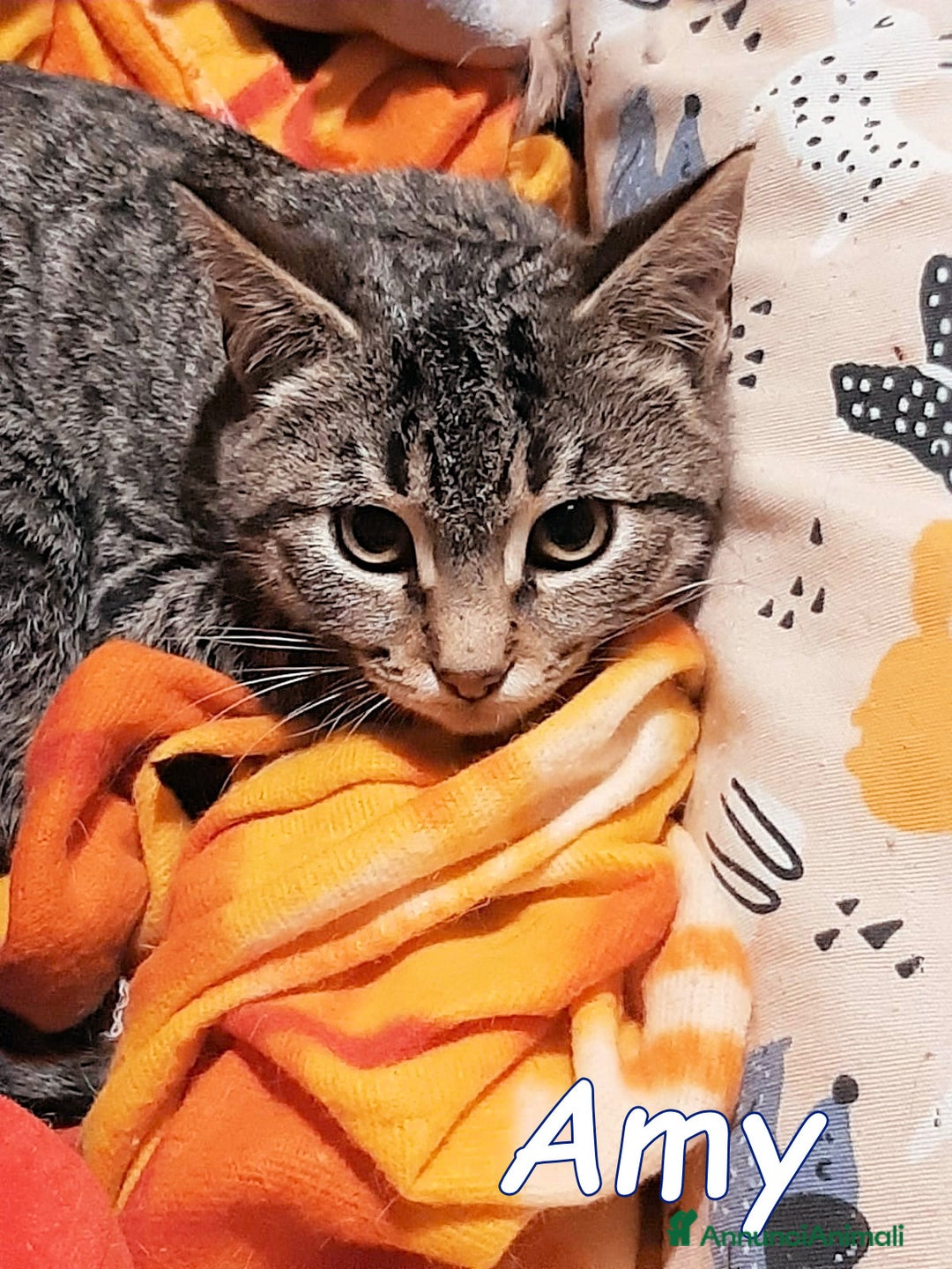 Europeo gatti in regalo: MYO e AMY DUE AMORI DI GATTINI - Annuncio 4