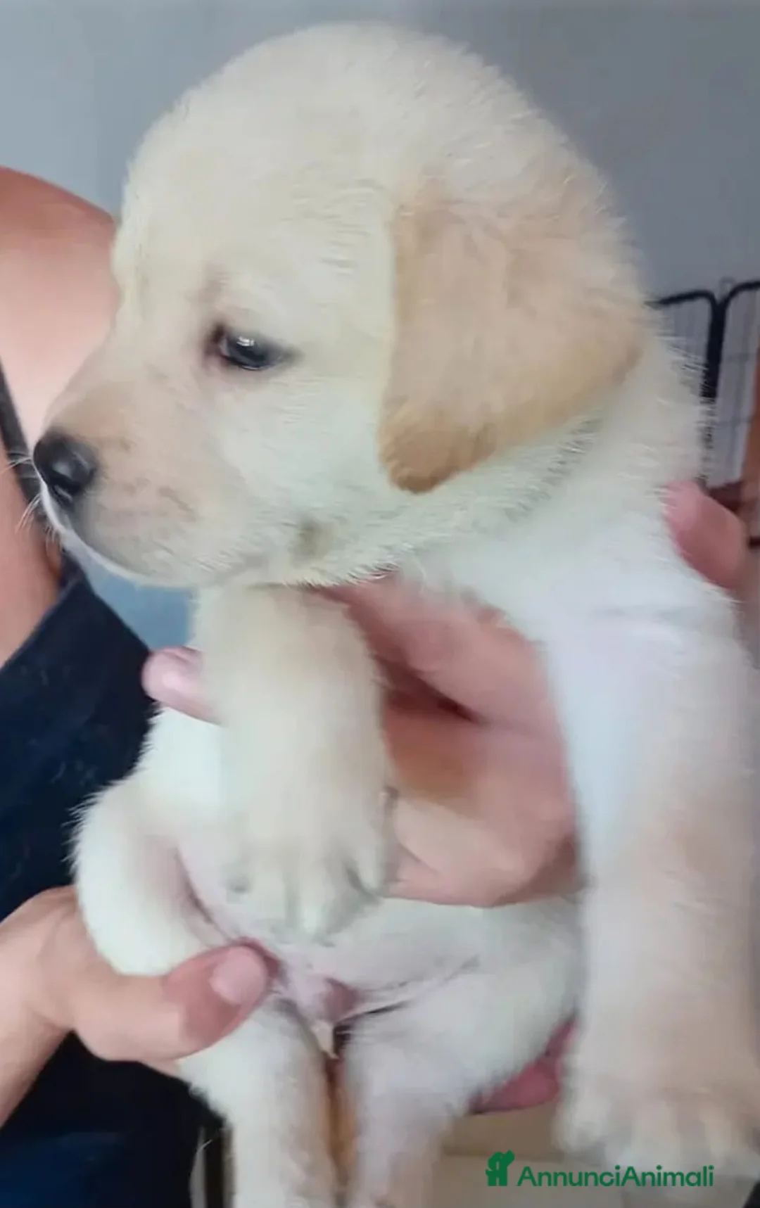 Labrador cani in vendita: Labrador retriever cuccioli a Provincia di Pisa - Annuncio 1