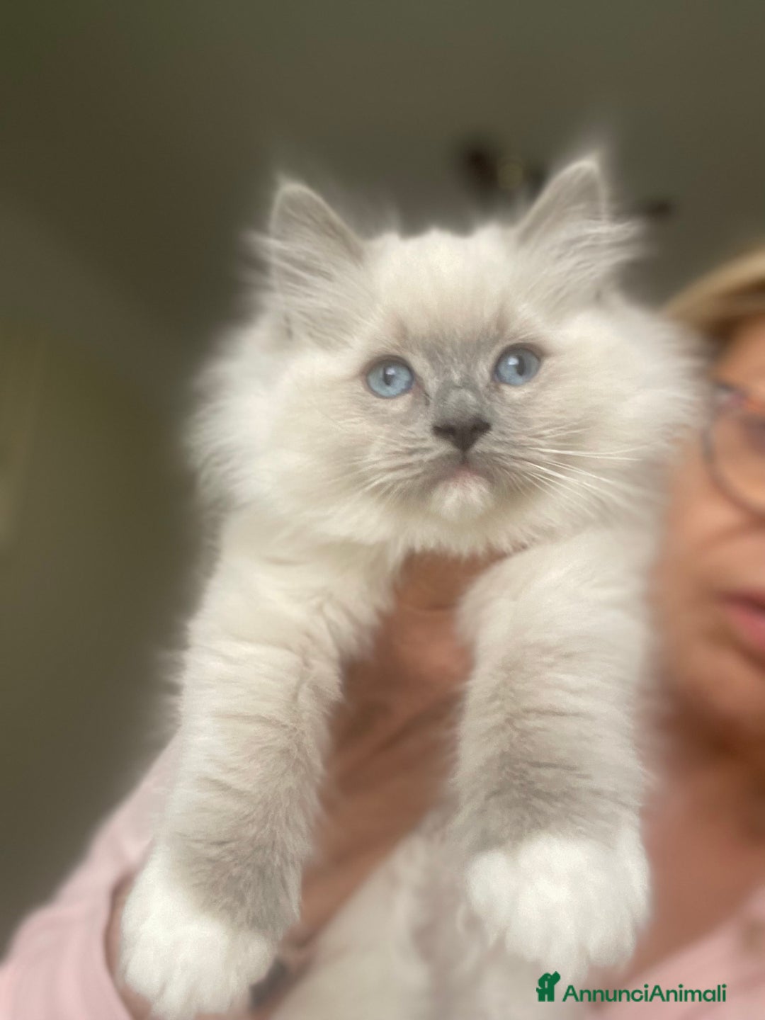 Ragdoll gatti in vendita: Cucciolata blu mitted/tabby - Annuncio 3