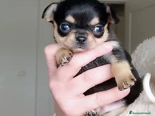 Chihuahua cani Chihuahua pedigree ENCI - Annuncio 1