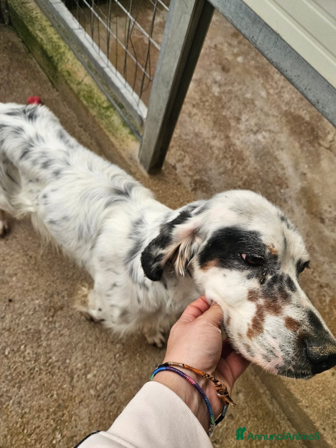 Setter Inglese cani in regalo: Zeus: giovane setter socievole equilibrato  - Annuncio 12