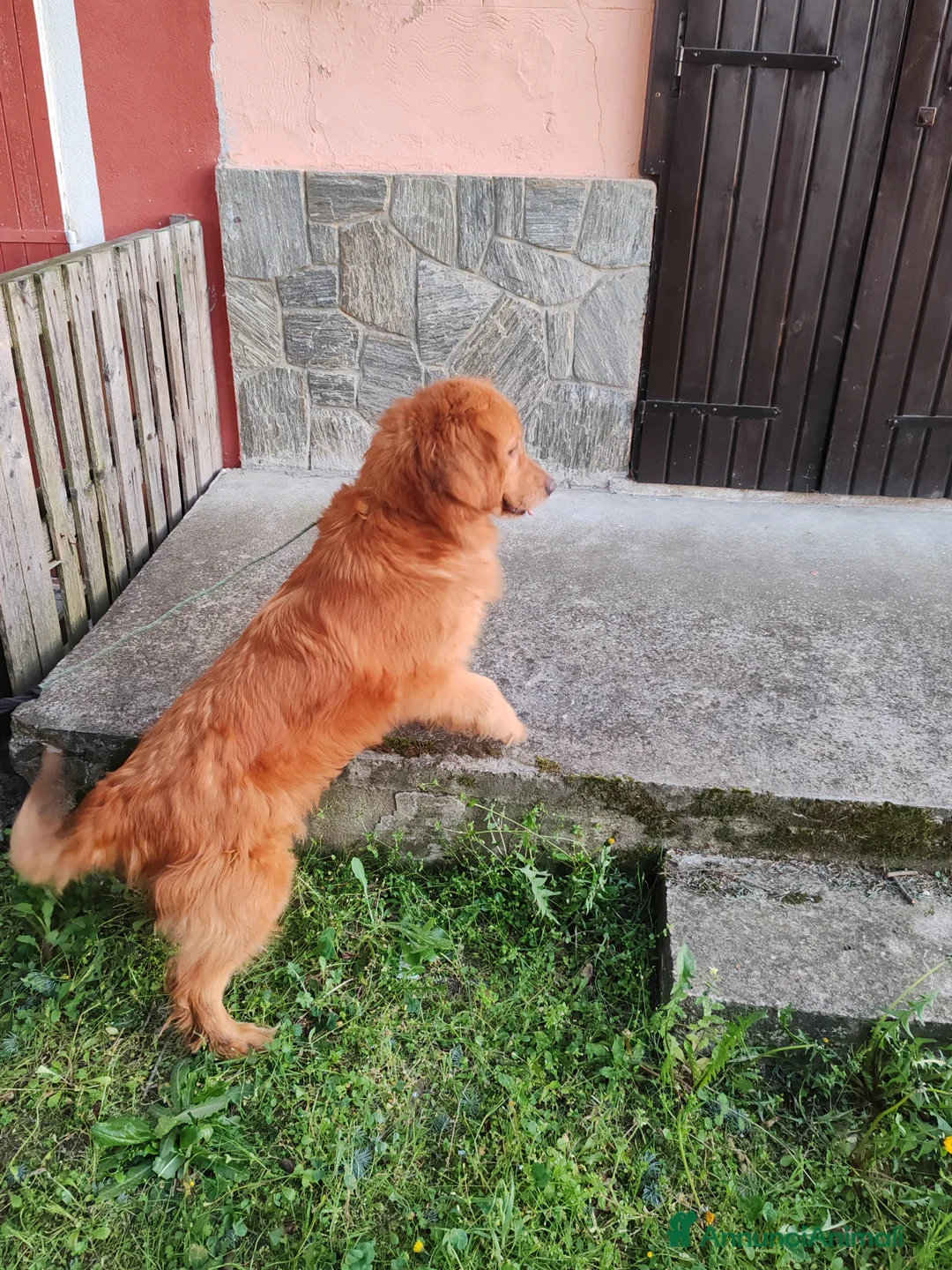 Golden Retriever cani in vendita: Cuccioli di golden - Annuncio 8