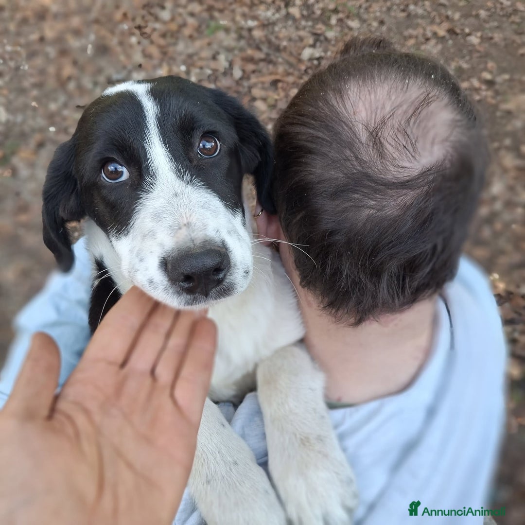 Meticcio cani in regalo: 4 CUCCIOLE impaurite cercano famiglie speciali! - Annuncio 10