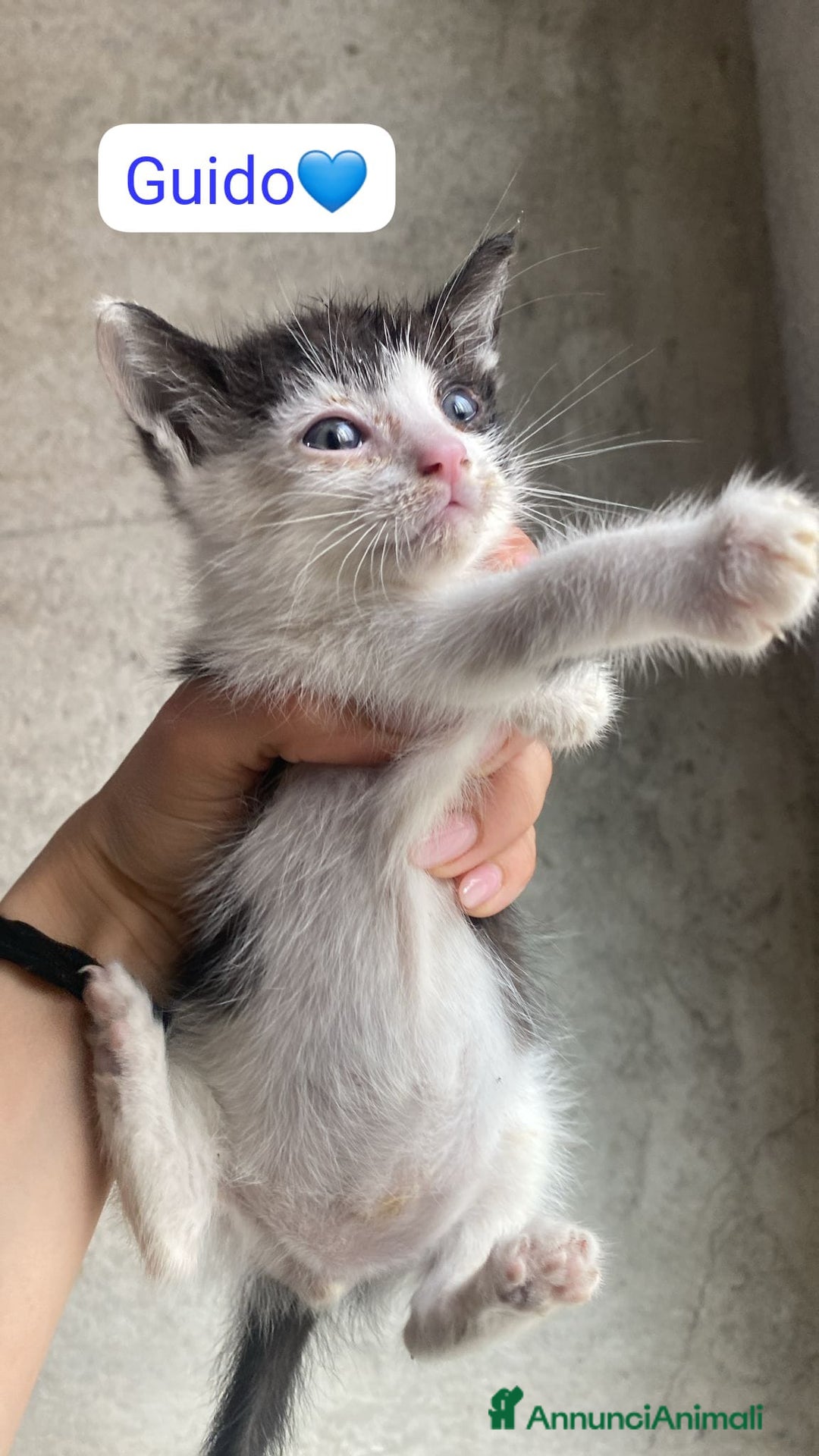 Meticcio gatti in regalo: Gattini dolcissimi cercano casa  a Città metropolitana di Milano - Immagine 7
