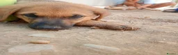 Altre razze cani in regalo: Cuccioli in regalo - Annuncio 7