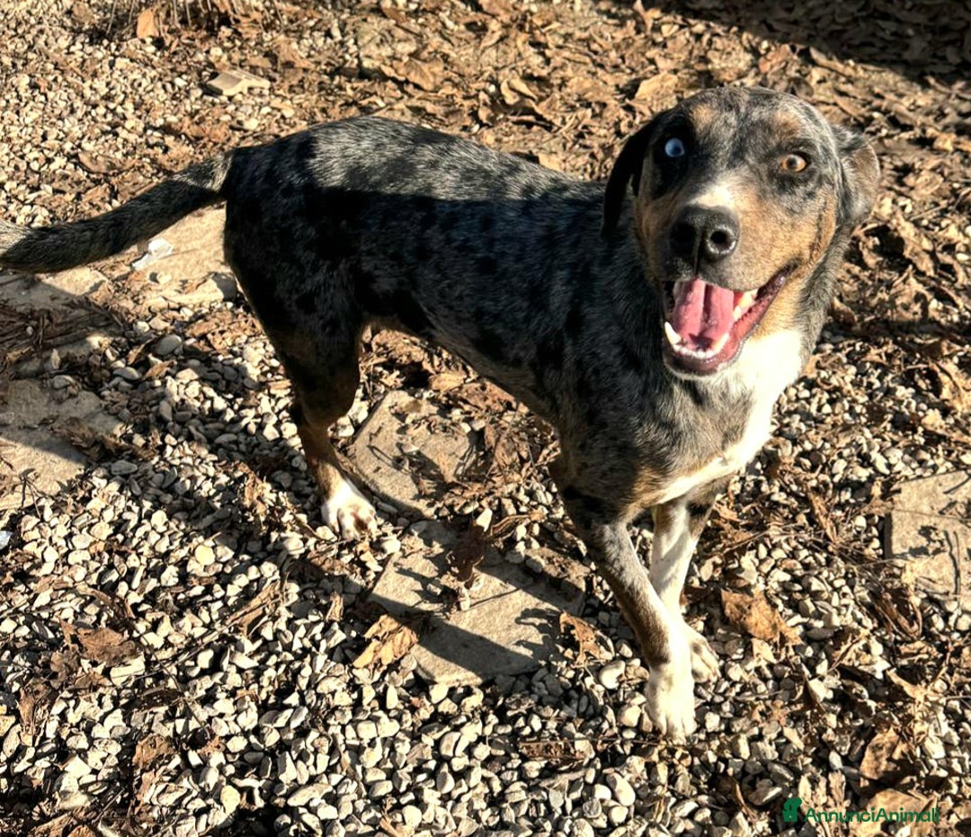 Meticcio cani in regalo: Astrid 1 anno taglia media  - Annuncio 3