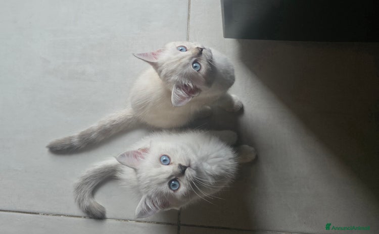 Scottish gatti a Provincia di Brescia - Annuncio 3