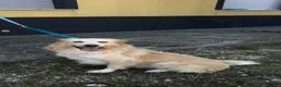 Meticcio cani in regalo: Pippo simil border  - Annuncio 3
