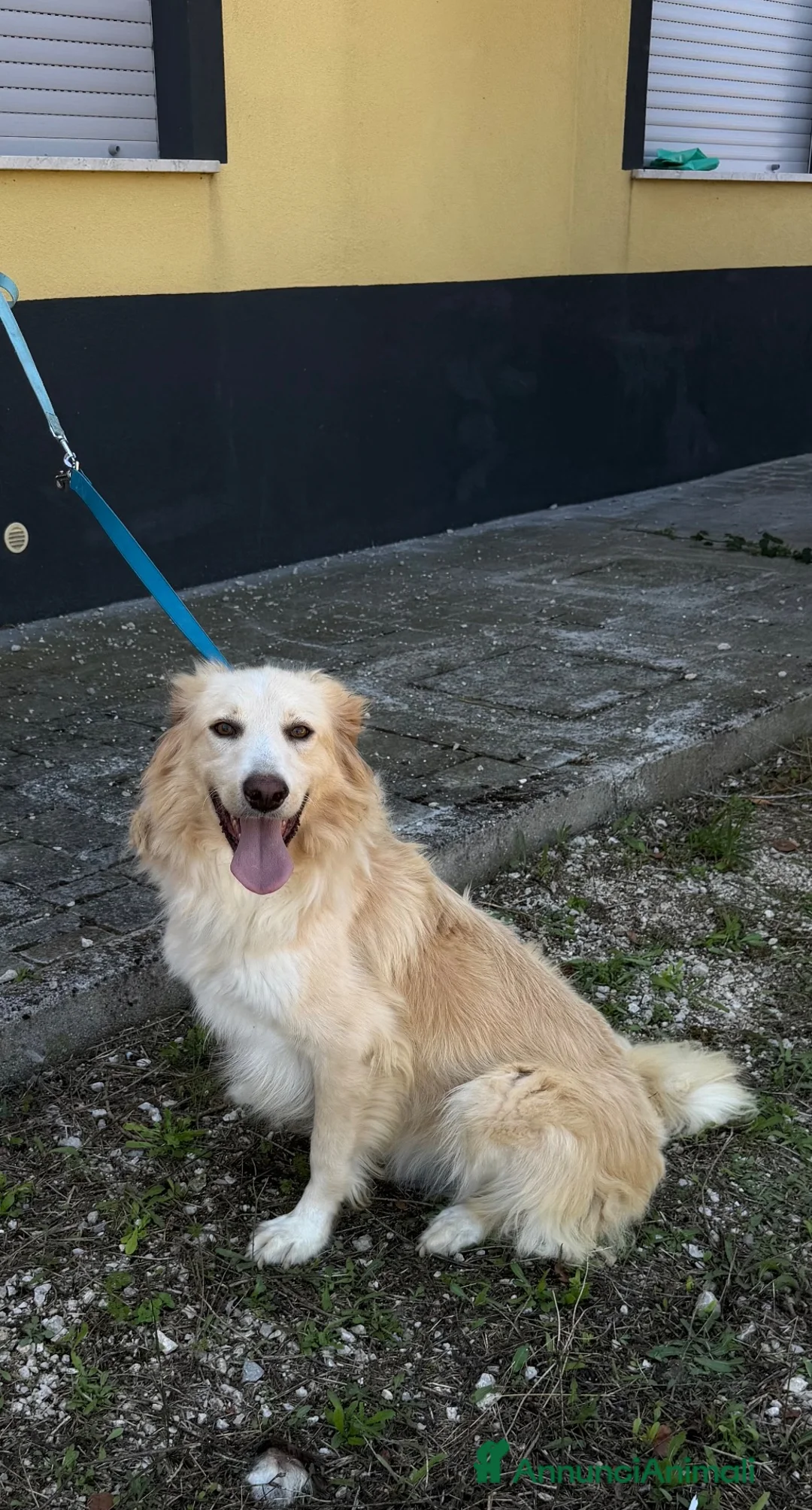 Meticcio cani in regalo: Pippo simil border  - Annuncio 3