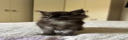 Maine Coon gatti in vendita: Cucciolo Maine Coon pedigree ANFI - Annuncio 9