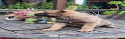 Pastore Belga cani in vendita: Allevamento Cuccioli Pastore Belga Malinois Puglia a Città Metropolitana di Bari - Annuncio 9