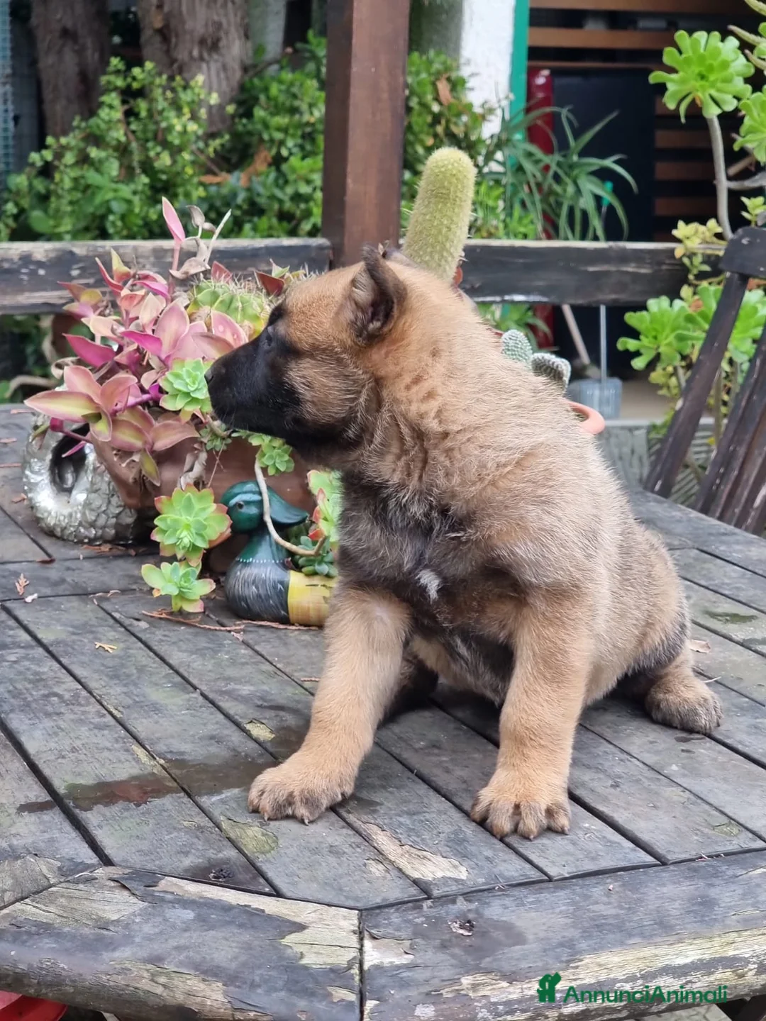 Pastore Belga cani in vendita: Allevamento Cuccioli Pastore Belga Malinois Puglia a Città Metropolitana di Bari - Annuncio 9