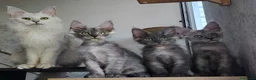 Maine Coon gatti in vendita: Maine Coon Blue Smoke femmina  - Annuncio 2