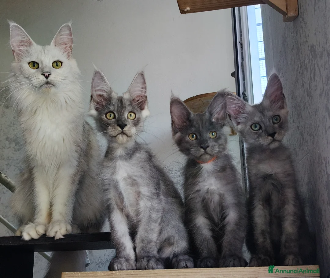 Maine Coon gatti in vendita: Maine Coon Blue Smoke femmina  - Annuncio 2