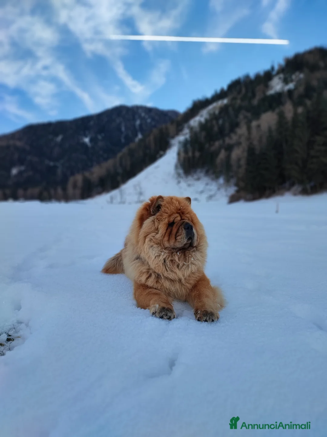 Chow Chow cani in vendita: 🐾 Cuccioli di Chow Chow presto disponibili! 🐾 a Città Metropolitana di Torino - Annuncio 2