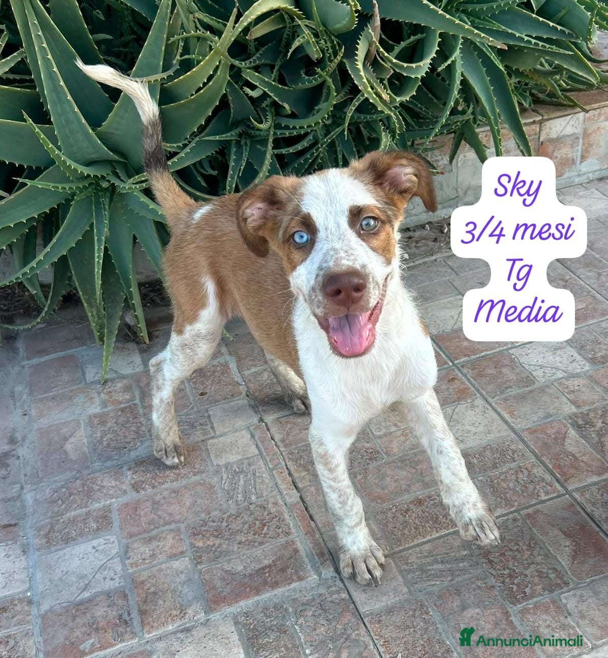 Meticcio cani Meticci dimenticati da tutti  - Annuncio 4