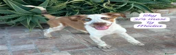 Meticcio cani in regalo: Meticci dimenticati da tutti  a Provincia di Pavia - Annuncio 1