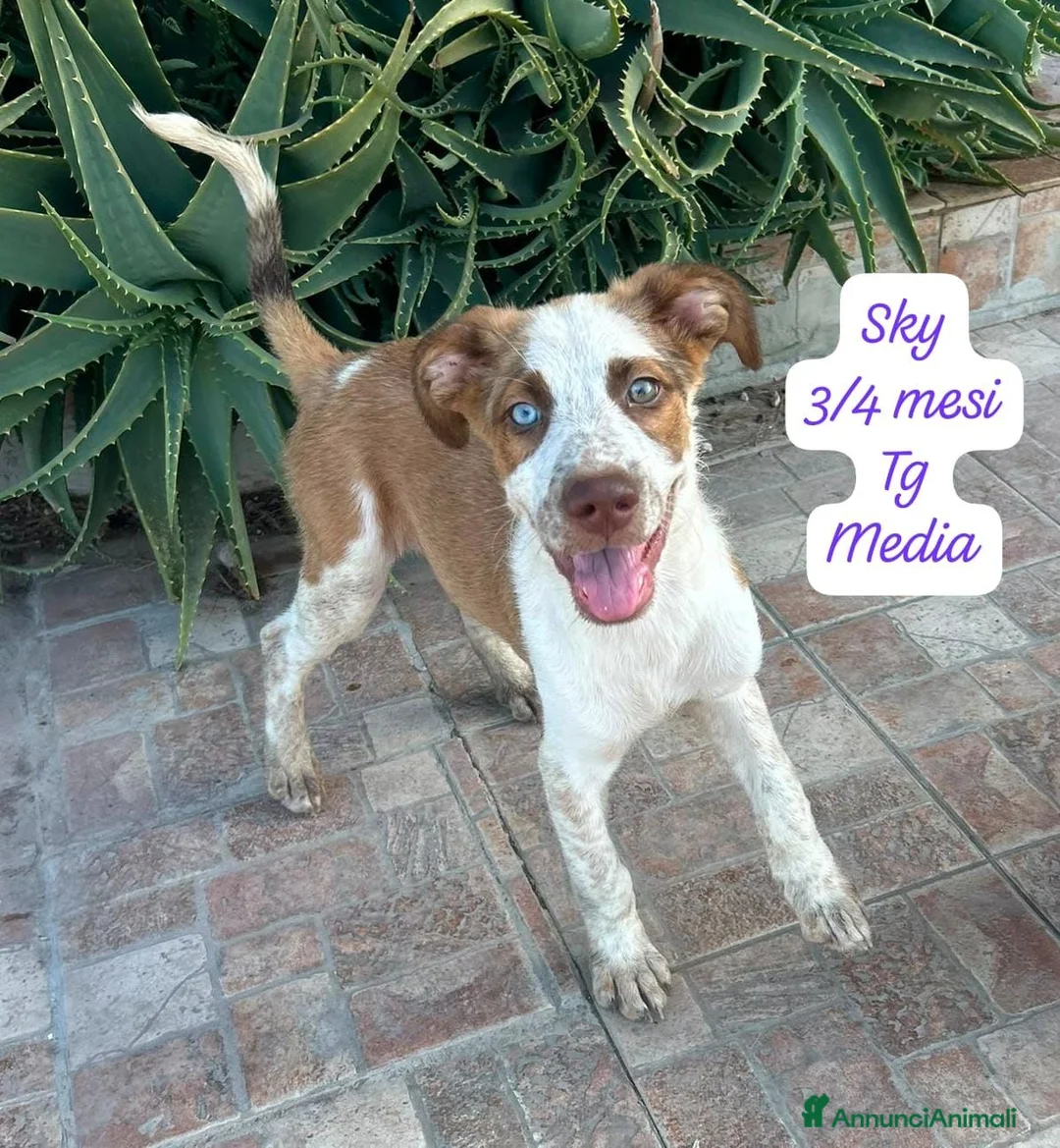 Meticcio cani in regalo: Meticci dimenticati da tutti  a Provincia di Pavia - Annuncio 1