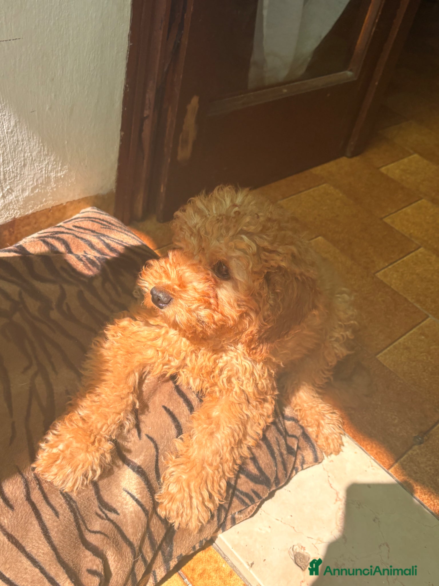 Barboncino Toy cani in vendita: Barboncino toy  - Annuncio 5