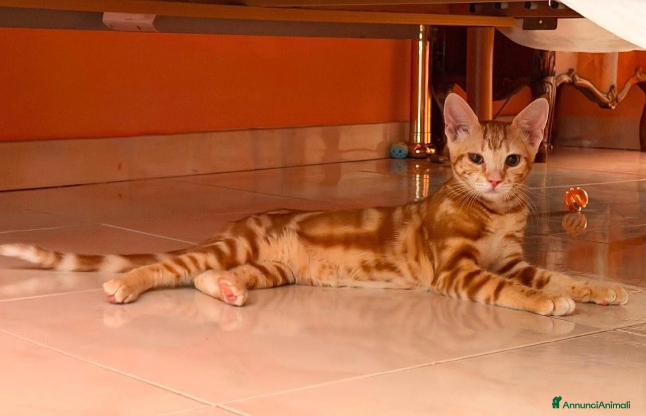 Europeo gatti Filippo meraviglioso gattino rosso - Annuncio 19