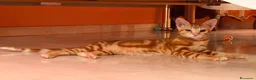 Europeo gatti in regalo: Filippo meraviglioso gattino rosso - Annuncio 1