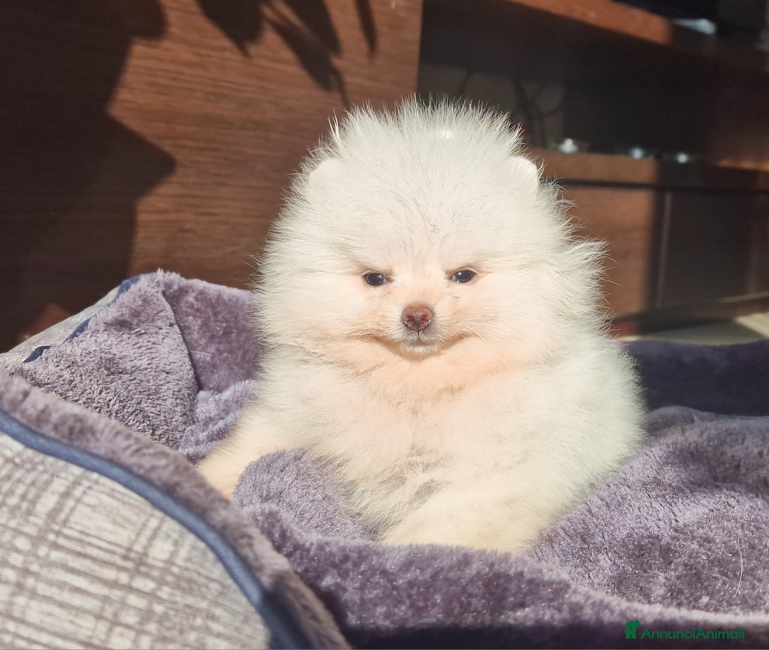 Spitz cani in vendita: Spitz tedesco NANO ( POMERANIA  ) a Provincia di Monza e della Brianza - Annuncio 18