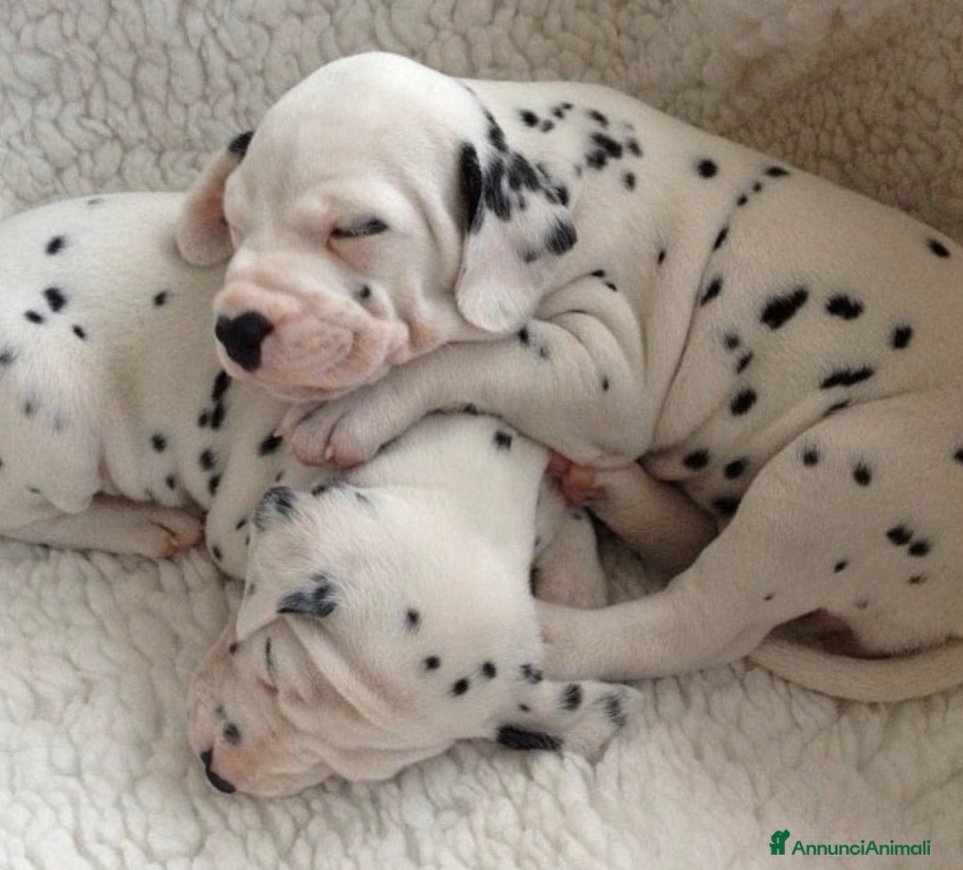 Dalmata cani in vendita: Cuccioli di Dalmata - Annuncio 1