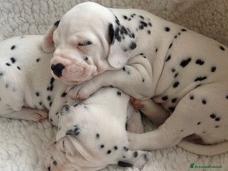 Dalmata cani Cuccioli di Dalmata - Annuncio 1