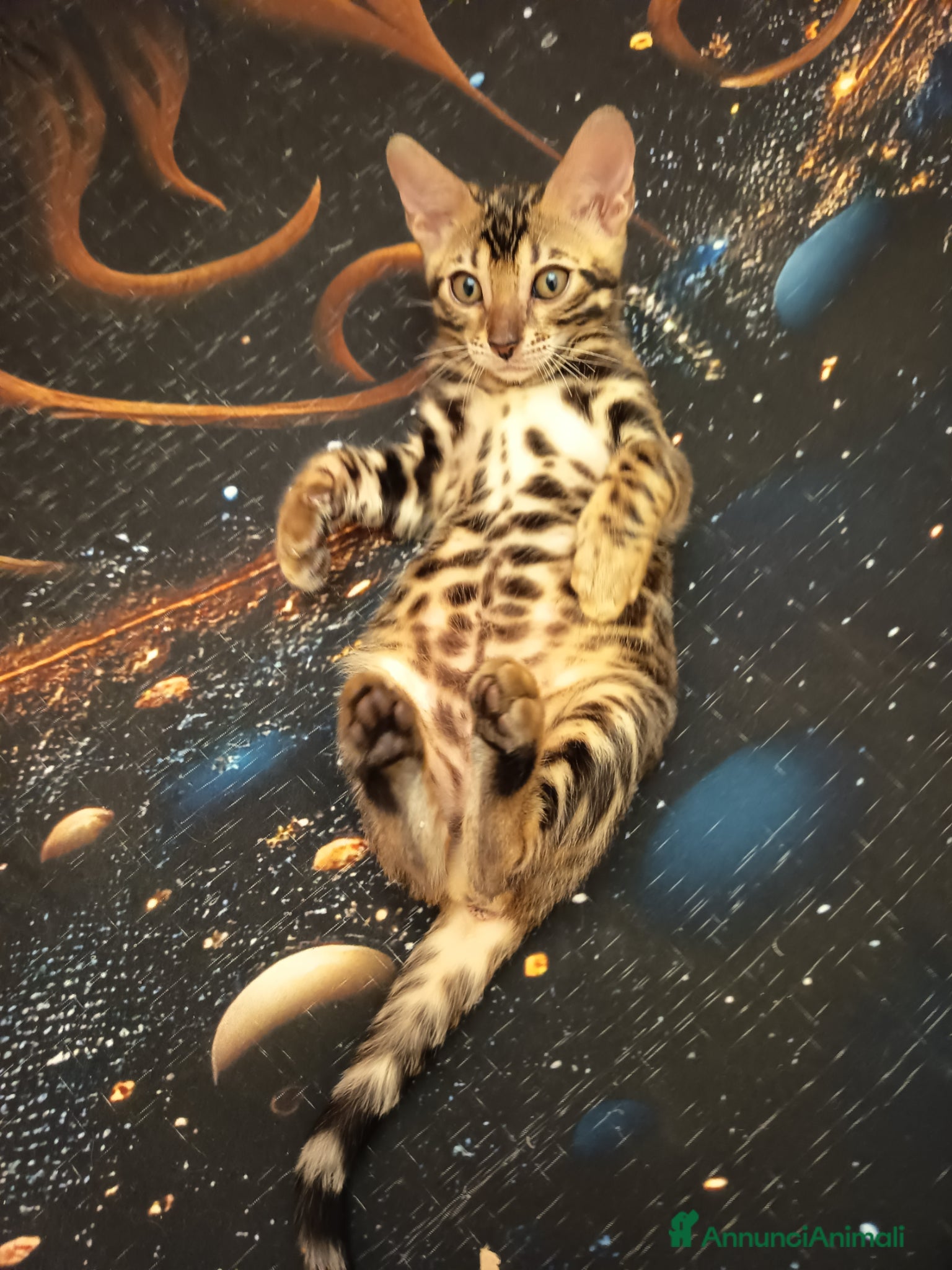 Bengala gatti meravigliosi feminucce 🥰 - Annuncio 7