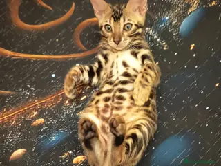 Bengala gatti meravigliosi feminucce 🥰 - Annuncio 7