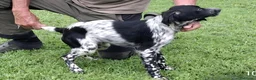Setter Inglese cani in vendita: Setter Inglese - genealogia da campioni di lavoro a Provincia di Bergamo - Annuncio 4