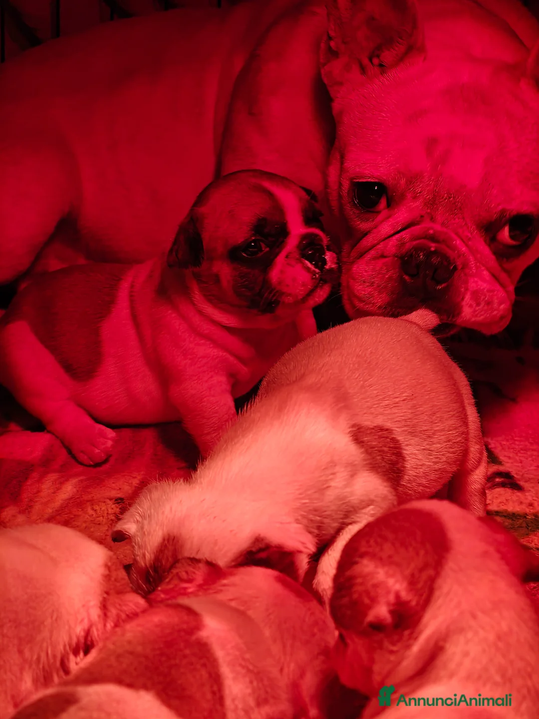 Bulldog Francese cani in vendita: Cuccioli Bulldog Francese  - Annuncio 2