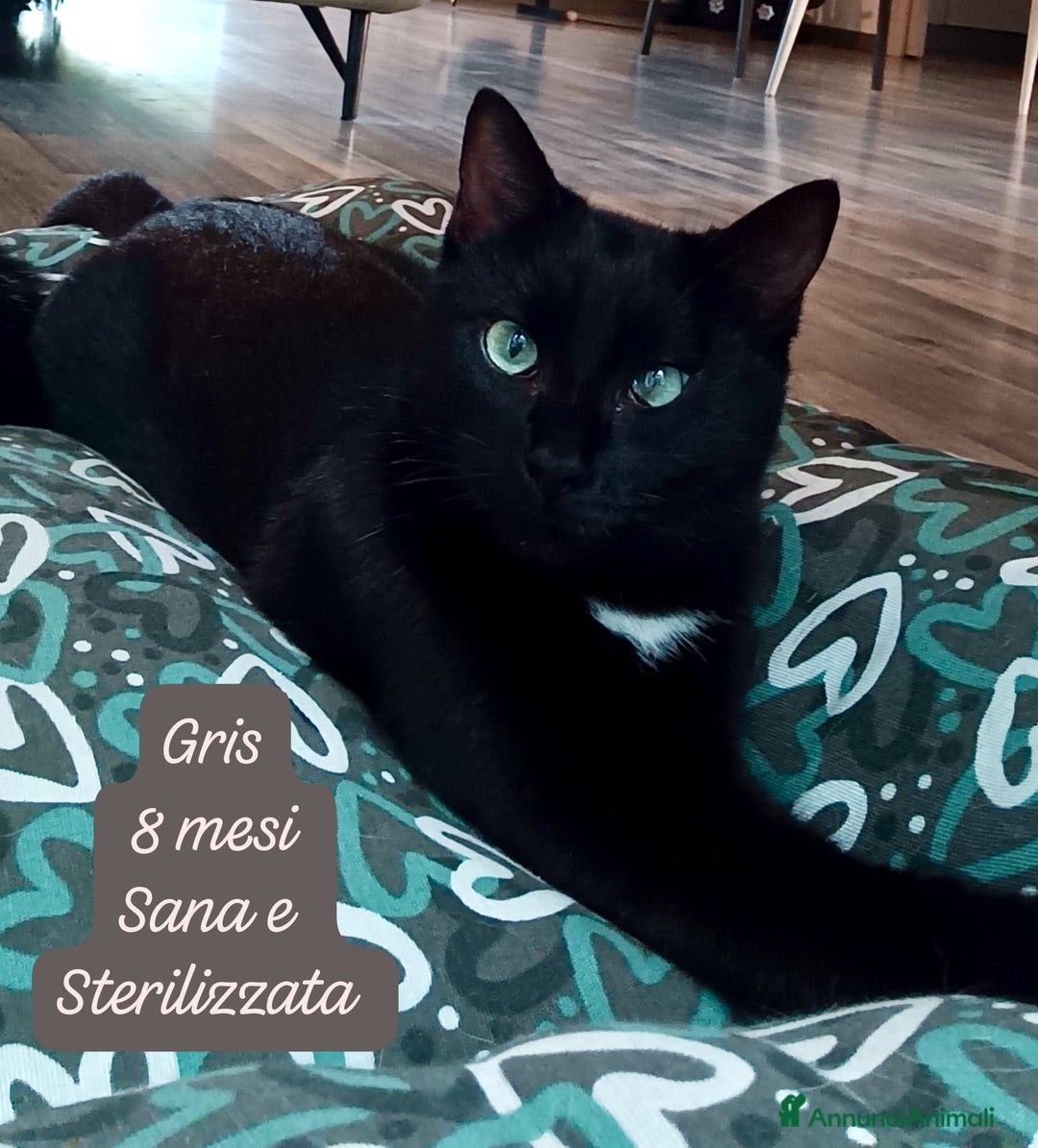 Altre razze gatti in regalo: Gattini desiderosi di trovare famiglia  - Annuncio 4