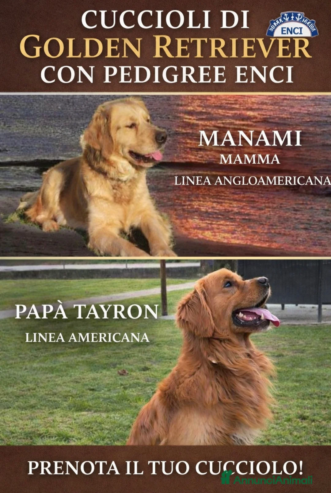 Golden Retriever cani in vendita: Cucciolo maschio Golden retriever pedigree  - Annuncio 40