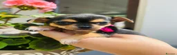 Chihuahua cani in vendita: piccoli chihuahua toy  - Annuncio 9