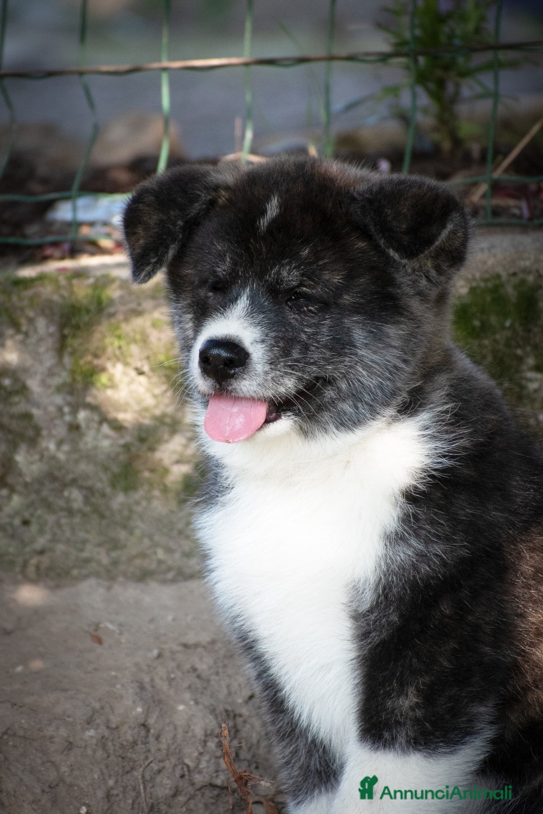 Akita Inu cani in vendita: Akita Inu  a Provincia di Belluno - Immagine 6