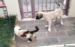 Pastore dell’Anatolia cani in regalo: Adozione splendido cucciolo 3 mesi taglia grande a Città Metropolitana di Torino - Immagine 4