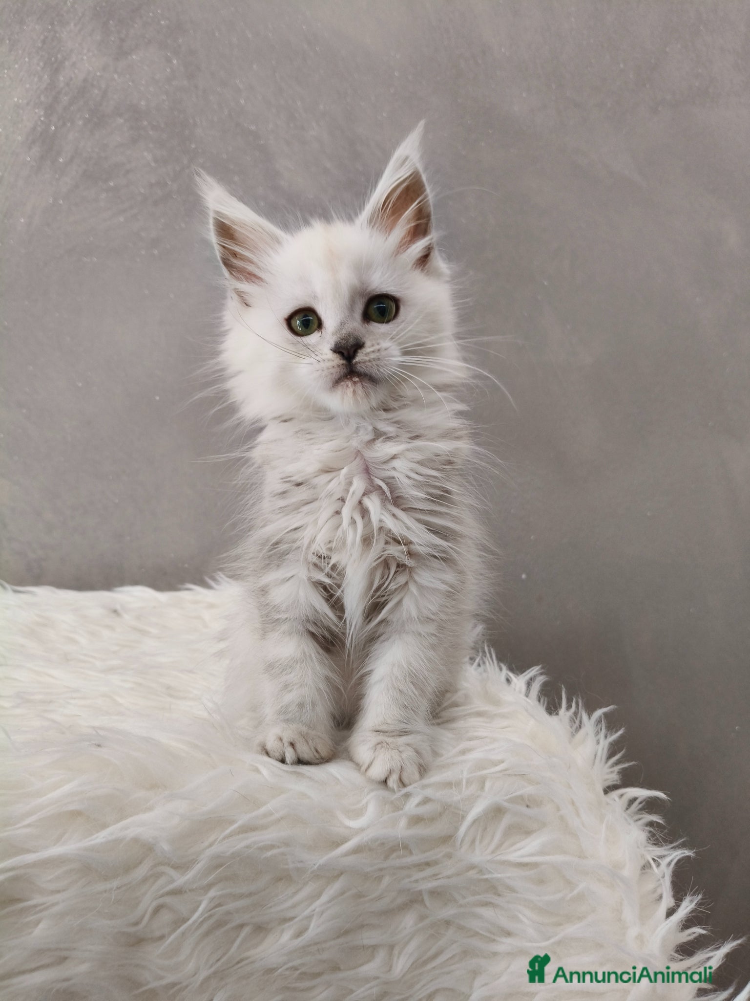 Maine Coon gatti Cucciola Maine Coon shaded  - Annuncio 1