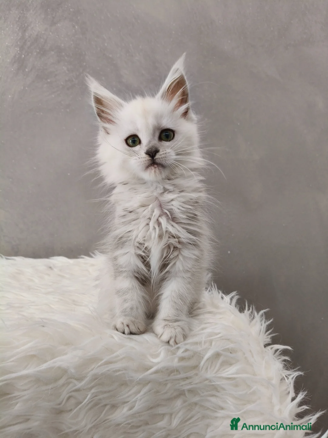 Maine Coon gatti in vendita: Cucciola Maine Coon shaded  - Annuncio 1