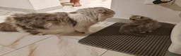 Persiano gatti in vendita: Gattino Persiano Cincillà  a Città metropolitana di Cagliari - Annuncio 11