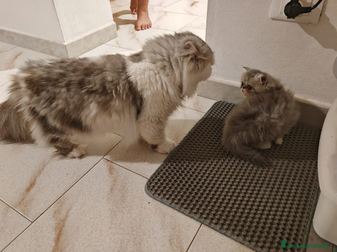 Persiano gatti in vendita: Gattino Persiano Cincillà  a Città metropolitana di Cagliari - Annuncio 11