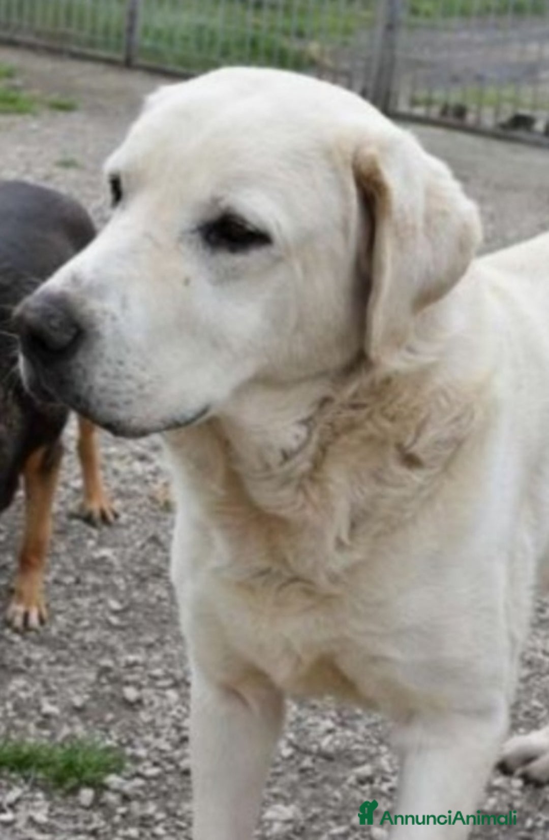 Labrador cani in regalo: Labrador puro 10anni mollato in canile anni fa.SUD - Annuncio 4