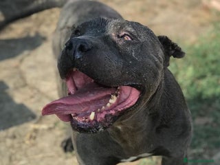 Meticcio cani Bambacione, il nome adatto a lui - Annuncio 23