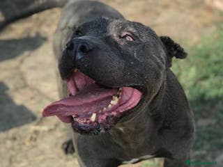 Meticcio cani Bambacione, il nome adatto a lui - Annuncio 19