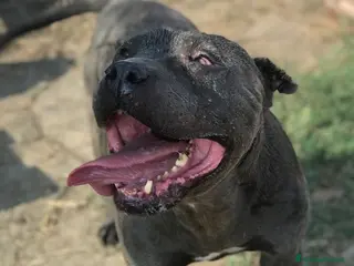 Meticcio cani Bambacione, il nome adatto a lui - Annuncio 31